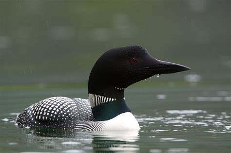 10 amazing facts about loons - Cottage Life