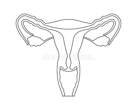 Reproductive System Unlabeled Diagram