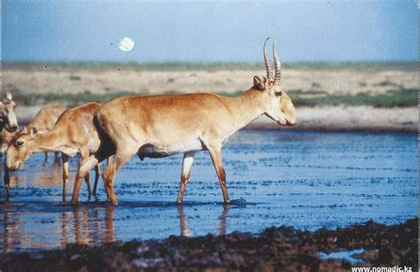 A Journey of Postcards: The Saiga antelope | Kazakhstan