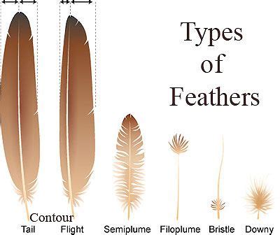 Google | Contour feathers, Feather, Types of feathers