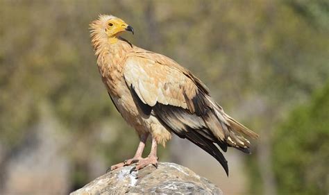 Egyptian Vulture Facts, Habitat, Behavior, Diet, Pictures