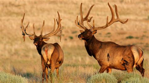 What’s the difference between red deer and elk? | Rocky Mountain Elk ...