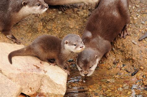 Adorable Photos of Baby Otters That'll Make Your Day Better | Reader's ...