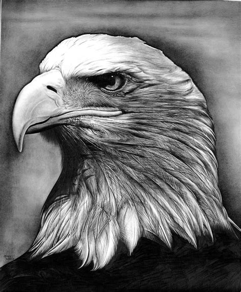 Eagle by Jerry Winick | Realistic animal drawings, Pencil drawings of ...