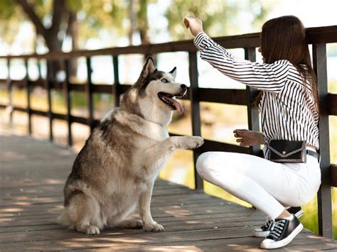 Husky Puppy Training Tips!- The Complete Guide - A2Z Pets Info