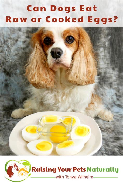 Is Raw Eggs Good For Dogs