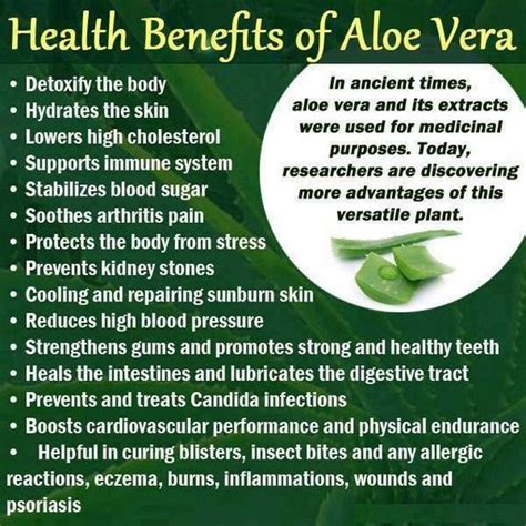 HEALTH BENEFITS OF ALOE VERA – TTN Palawan Inc.