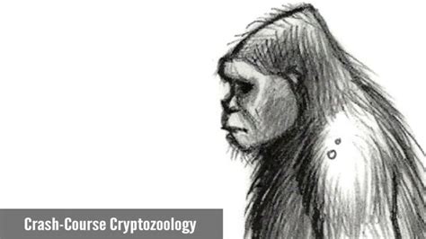 A Scientifically Significant Yeti Report | Cryptozoology, Hominid, Yeti