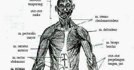 Otot Penyusun Tubuh Manusia