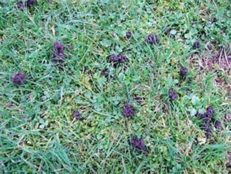 How to reduce worm casting in your lawn - Horticulture