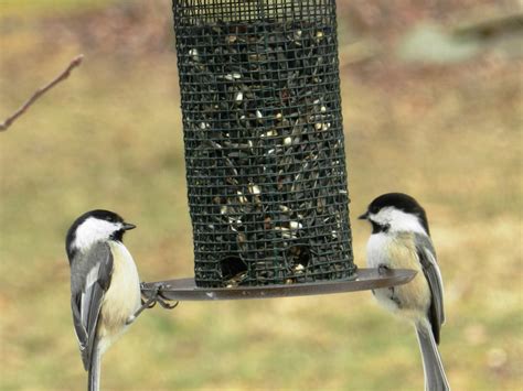 Black-capped Chickadee Facts, Pictures, and Song | Owlcation