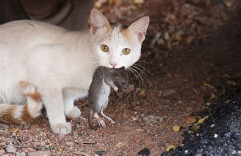 cat with rat | Inhabitat - Green Design, Innovation, Architecture ...