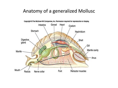 Mollusc Anatomy Clipart Etc | Images and Photos finder