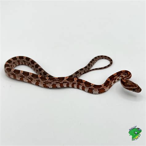 Normal Corn Snake - baby to big baby - Strictly Reptiles