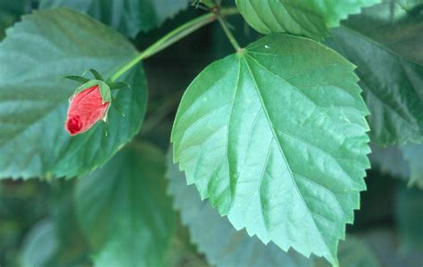 Hibiscus rosa-sinensis / hibiscus_rosa_leaf.jpg