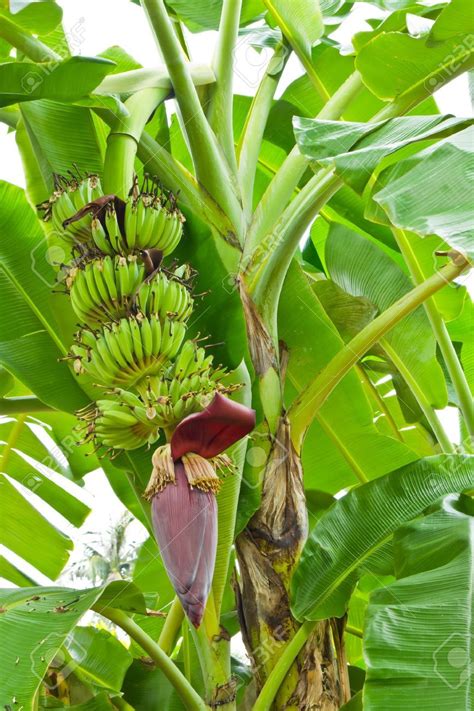 Banana tree with a blossom | Banana tree, Banana plants, Banana flower