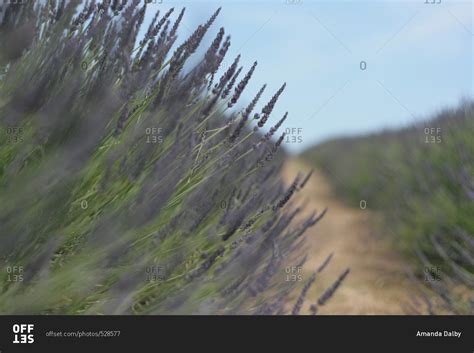 Field of purple lavender flowers stock photo - OFFSET