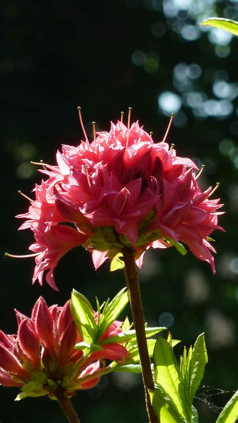 HD wallpaper: Azalea, Back Light, Pink, flower, petal, fragility, pink ...