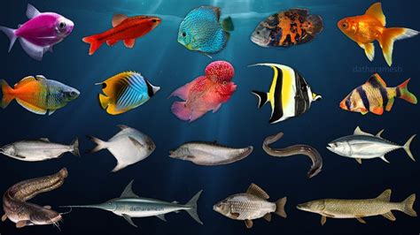 Fish Names | Aquarium Fish Names - YouTube