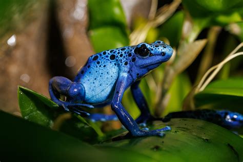 Blue Poison Dart Frog · Tennessee Aquarium