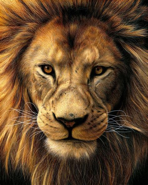 Lion réaliste dessin portrait illusion d optique dessin beau dessin ...