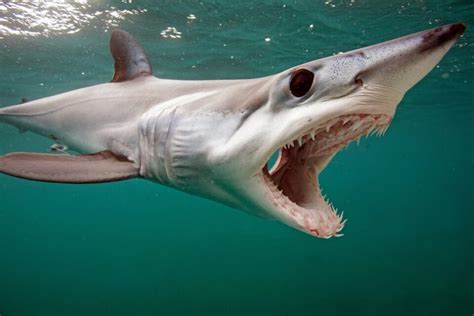 Jaws of most shark species show little variation over millions of years ...