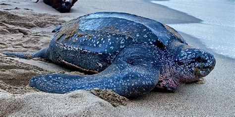 Leatherback Sea Turtle | National Wildlife Federation