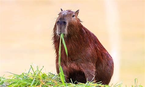 Capybara Size: How Much Do Capybaras Weigh? - AZ Animals