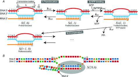 Describe the Role of Rna Polymerase in Transcription