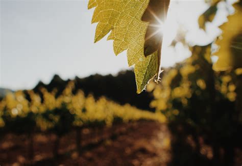 Vineyards of the Penedès | Cal Mestre casa rural