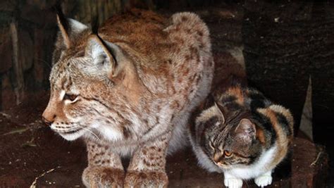 Lince e gato viram melhores amigos após se encontrarem em zoológico da ...