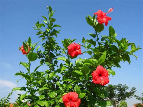 Hibiscus rosa-sinensis (Chinese Hibiscus) - World of Flowering Plants ...