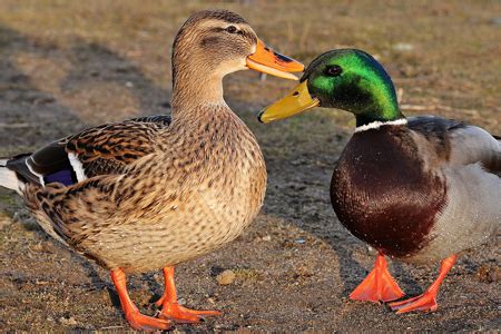 Mallard Ducks Choose a Mate by Drake’s Bill Color - Cackle Hatchery