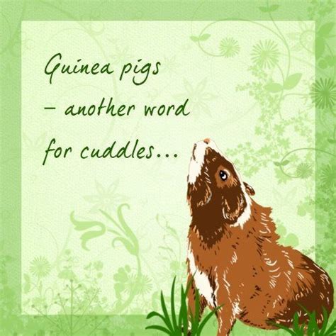 Pet Quote | Guinea Pig | Cuddke Guinea Pig Quotes, Animal Pictures ...