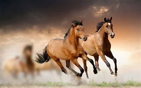 Cool Horse Backgrounds