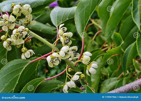 Kiwi Male Flower on Tree. Kiwifruit Actinidia Stock Photo - Image of ...