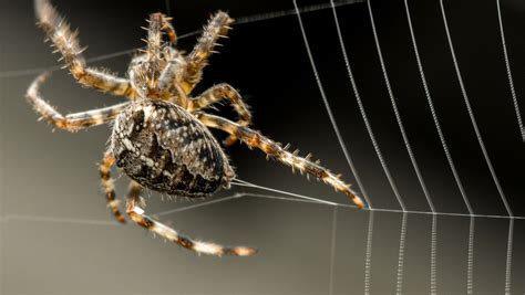 Spider Silk: The Biology Behind the Incredible Material - Research ...