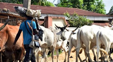 The History of Fulani Herdsmen in Nigeria | Fulani Attacks | Naijabiography