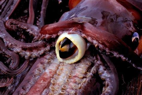 Squid beak insight shifts chitosan composites up the pecking order ...