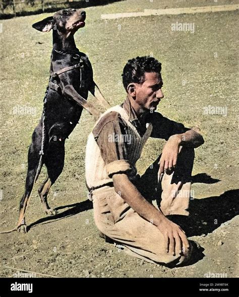 Photograph showing a doberman dog of the Palestine Police Force, during ...