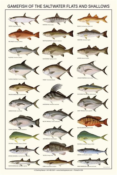 Saltwater Fish ID And Regulations Jumbo Card Florida ...