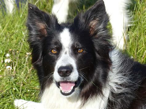 Border Collie Dog Breed Information - BorderCollieHealth