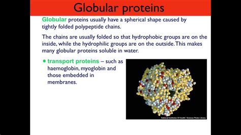 AS level. B.4 Fibrous and globular proteins - YouTube