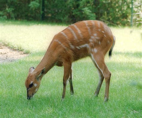 Another beauty in the twilight - Sitatunga Antelope in Hannover Zoo ...