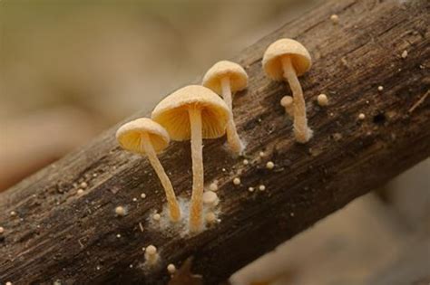 Under the microscope: forest fungi | Features | The Microbiologist