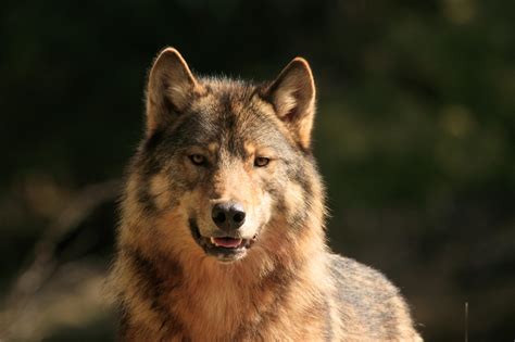 Alaska Magazine | Wolves in Southeast Alaska Face Pressures From All Sides