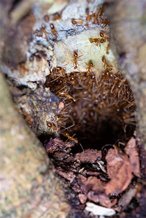 Colony of Pharaoh ants creating nest between tree trunks · Free Stock Photo