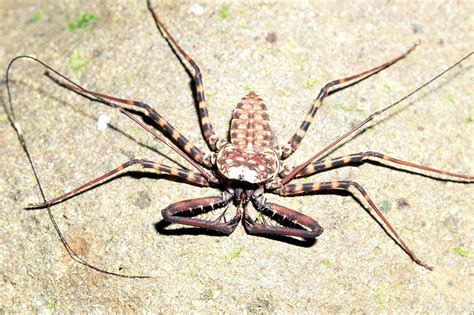 Photos of Tailless whip scorpions - order Amblypygi