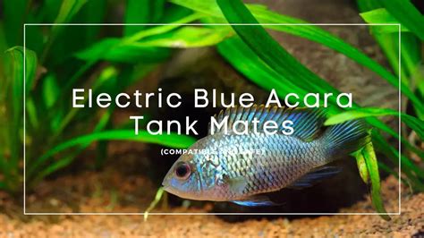 7 Best Electric Blue Acara Tank Mates (Compatible And Safe) - Aquarium ...