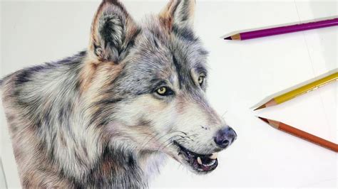 Realistic Pencil Wolf Drawing - bestpencildrawing